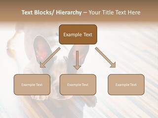 A Small Dog Laying On A Wooden Floor PowerPoint Template