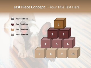 A Small Dog Laying On A Wooden Floor PowerPoint Template