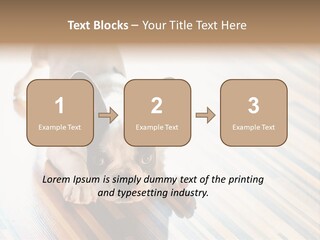 A Small Dog Laying On A Wooden Floor PowerPoint Template