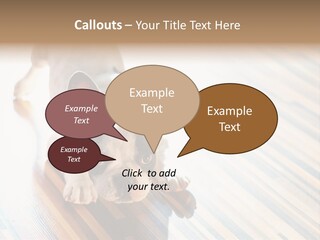 A Small Dog Laying On A Wooden Floor PowerPoint Template