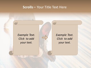 A Small Dog Laying On A Wooden Floor PowerPoint Template