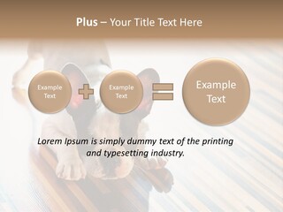 A Small Dog Laying On A Wooden Floor PowerPoint Template