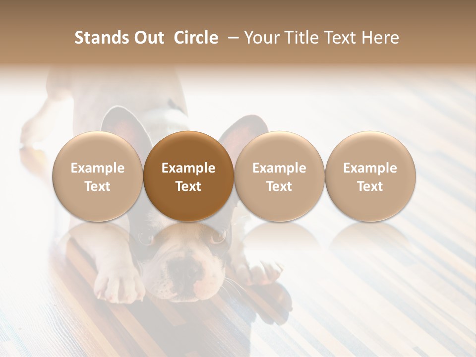A Small Dog Laying On A Wooden Floor PowerPoint Template