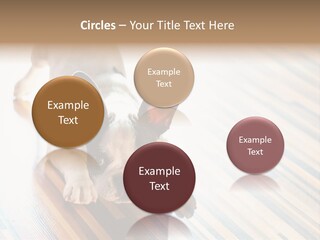 A Small Dog Laying On A Wooden Floor PowerPoint Template