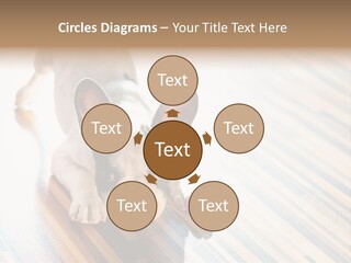 A Small Dog Laying On A Wooden Floor PowerPoint Template