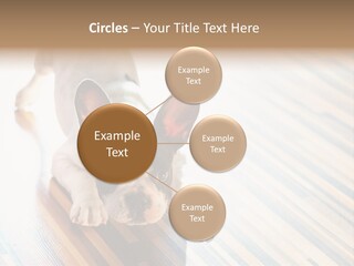 A Small Dog Laying On A Wooden Floor PowerPoint Template
