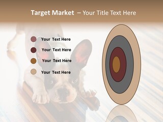 A Small Dog Laying On A Wooden Floor PowerPoint Template