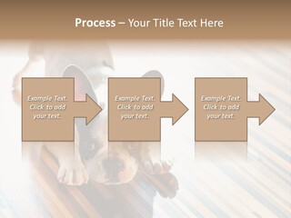 A Small Dog Laying On A Wooden Floor PowerPoint Template