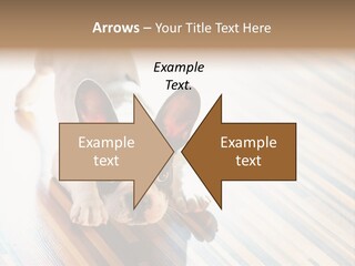 A Small Dog Laying On A Wooden Floor PowerPoint Template