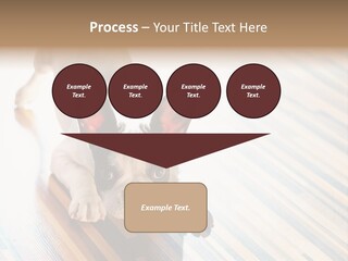 A Small Dog Laying On A Wooden Floor PowerPoint Template