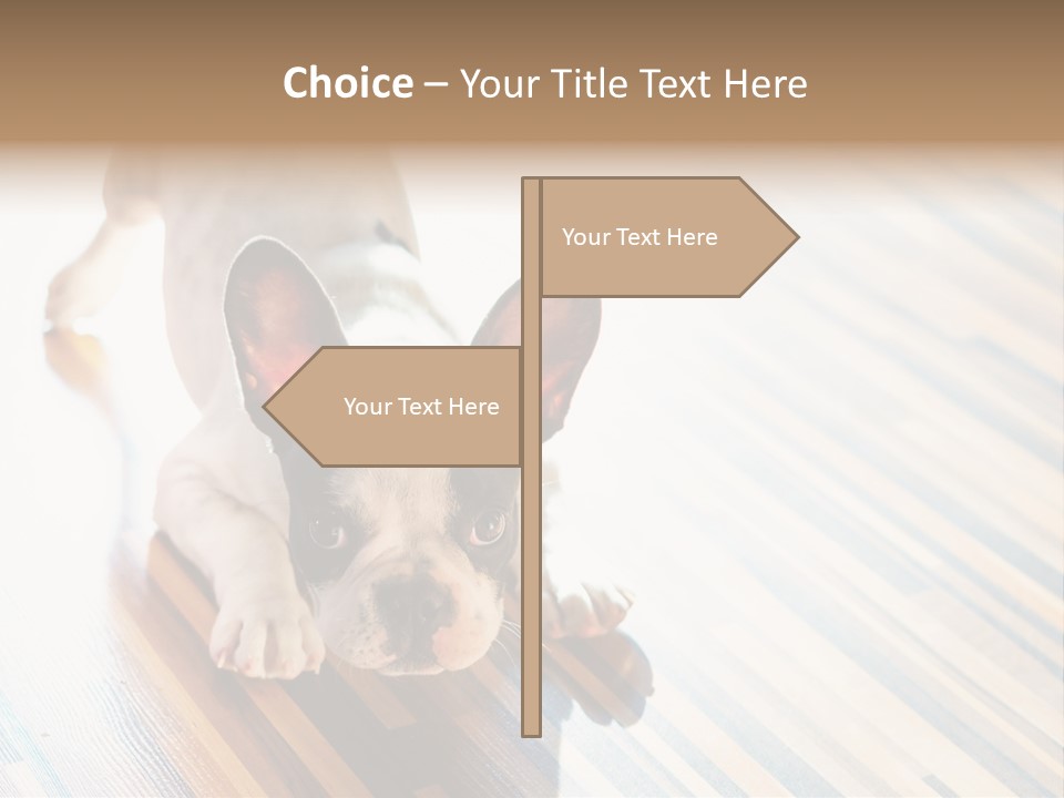 A Small Dog Laying On A Wooden Floor PowerPoint Template