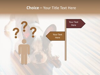 A Small Dog Laying On A Wooden Floor PowerPoint Template