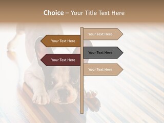 A Small Dog Laying On A Wooden Floor PowerPoint Template