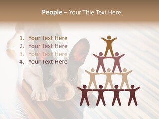 A Small Dog Laying On A Wooden Floor PowerPoint Template
