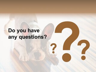 A Small Dog Laying On A Wooden Floor PowerPoint Template