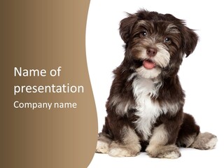 A Small Brown And White Dog Sitting On A White Background PowerPoint Template