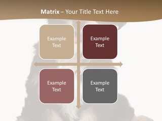 A Small Brown And White Dog Sitting On A White Background PowerPoint Template