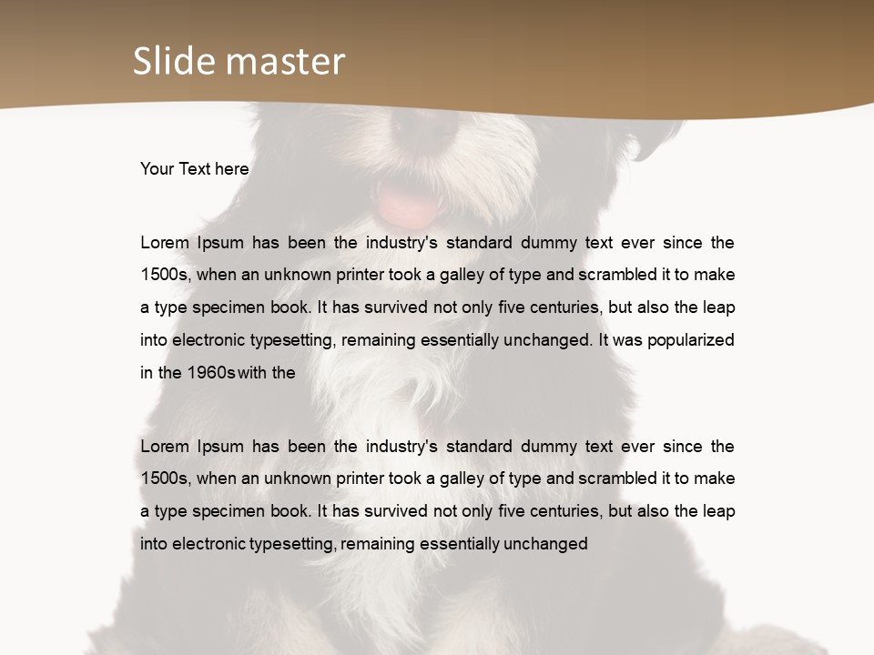 A Small Brown And White Dog Sitting On A White Background PowerPoint Template