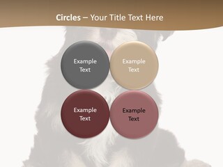 A Small Brown And White Dog Sitting On A White Background PowerPoint Template