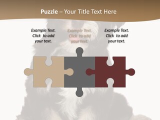 A Small Brown And White Dog Sitting On A White Background PowerPoint Template