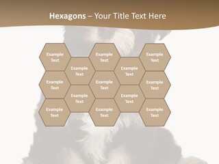 A Small Brown And White Dog Sitting On A White Background PowerPoint Template