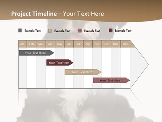 A Small Brown And White Dog Sitting On A White Background PowerPoint Template