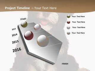 A Small Brown And White Dog Sitting On A White Background PowerPoint Template