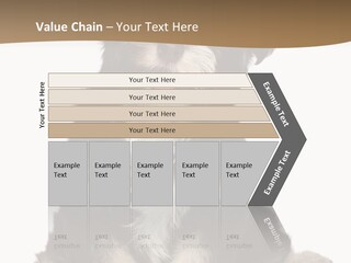 A Small Brown And White Dog Sitting On A White Background PowerPoint Template