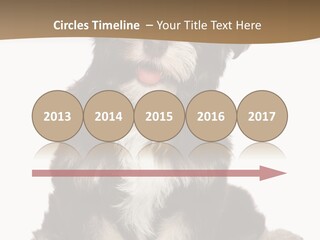 A Small Brown And White Dog Sitting On A White Background PowerPoint Template