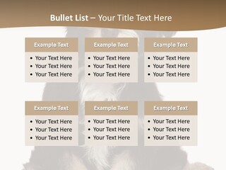 A Small Brown And White Dog Sitting On A White Background PowerPoint Template