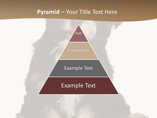 A Small Brown And White Dog Sitting On A White Background PowerPoint Template