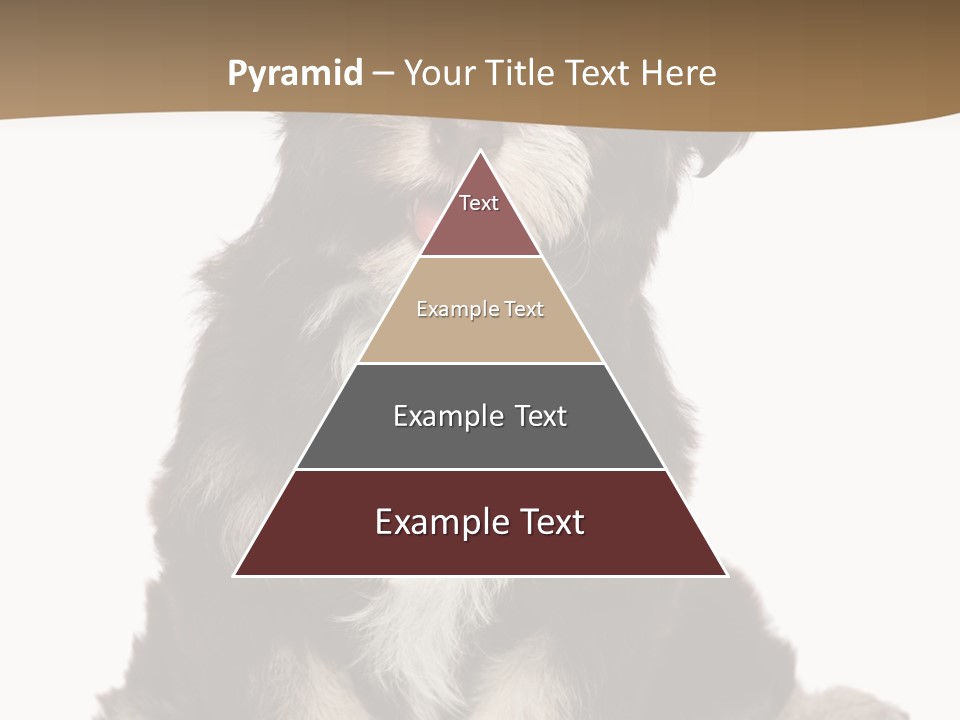 A Small Brown And White Dog Sitting On A White Background PowerPoint Template