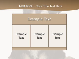 A Small Brown And White Dog Sitting On A White Background PowerPoint Template