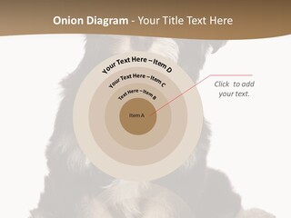 A Small Brown And White Dog Sitting On A White Background PowerPoint Template