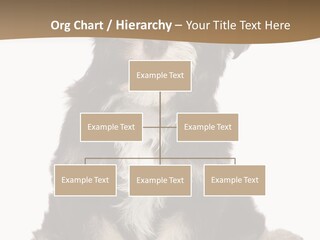 A Small Brown And White Dog Sitting On A White Background PowerPoint Template