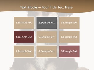 A Small Brown And White Dog Sitting On A White Background PowerPoint Template