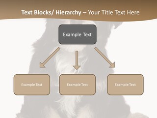 A Small Brown And White Dog Sitting On A White Background PowerPoint Template