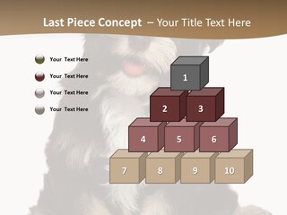 A Small Brown And White Dog Sitting On A White Background PowerPoint Template