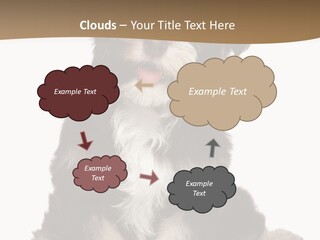 A Small Brown And White Dog Sitting On A White Background PowerPoint Template