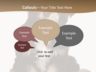 A Small Brown And White Dog Sitting On A White Background PowerPoint Template