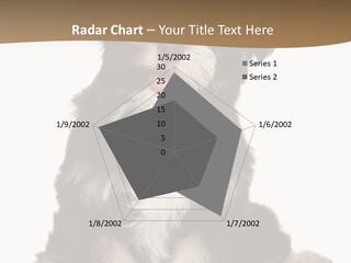 A Small Brown And White Dog Sitting On A White Background PowerPoint Template