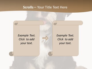 A Small Brown And White Dog Sitting On A White Background PowerPoint Template