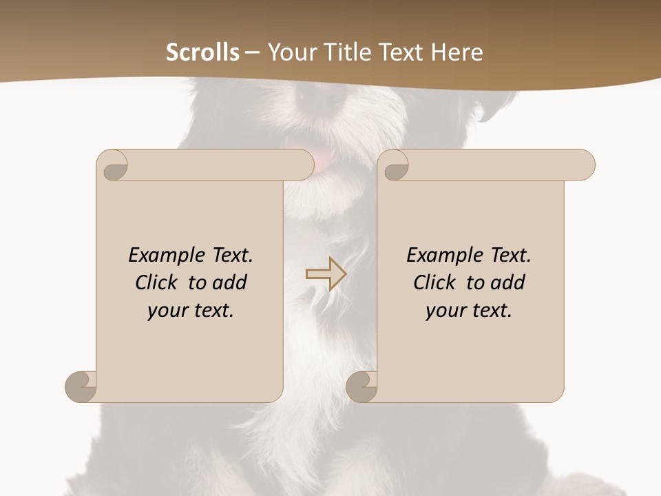 A Small Brown And White Dog Sitting On A White Background PowerPoint Template