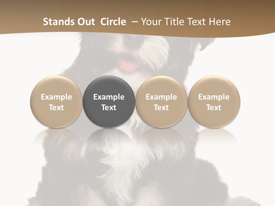 A Small Brown And White Dog Sitting On A White Background PowerPoint Template