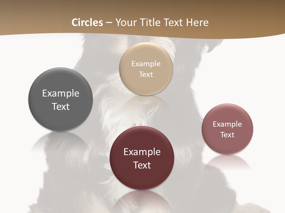 A Small Brown And White Dog Sitting On A White Background PowerPoint Template