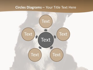 A Small Brown And White Dog Sitting On A White Background PowerPoint Template