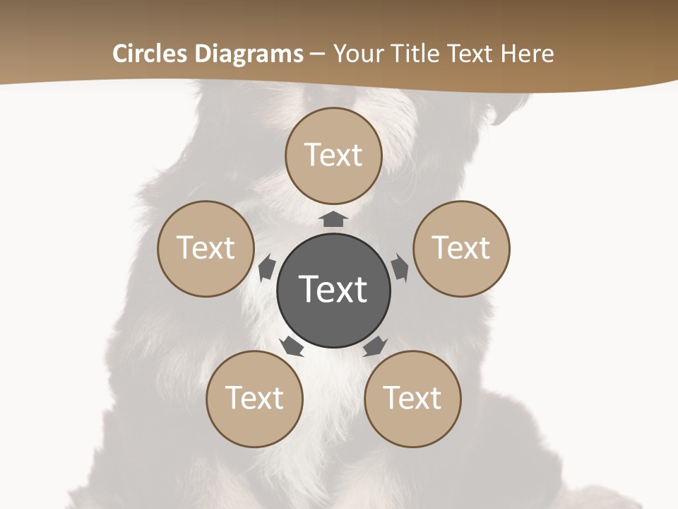 A Small Brown And White Dog Sitting On A White Background PowerPoint Template