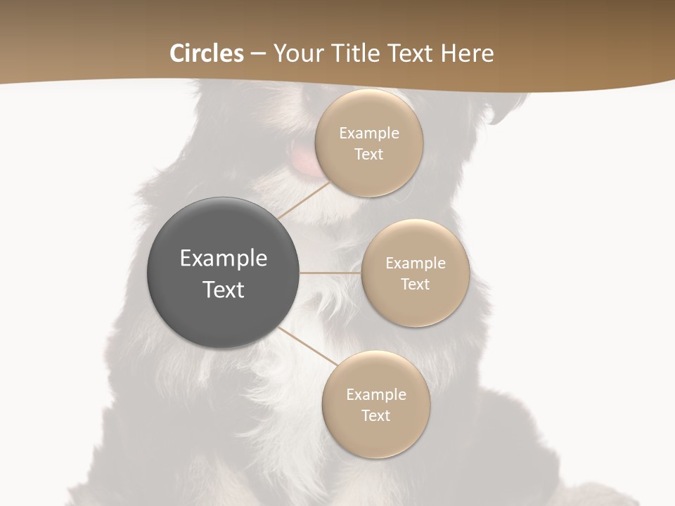 A Small Brown And White Dog Sitting On A White Background PowerPoint Template