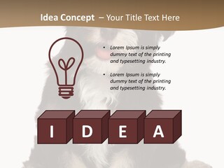 A Small Brown And White Dog Sitting On A White Background PowerPoint Template