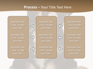 A Small Brown And White Dog Sitting On A White Background PowerPoint Template